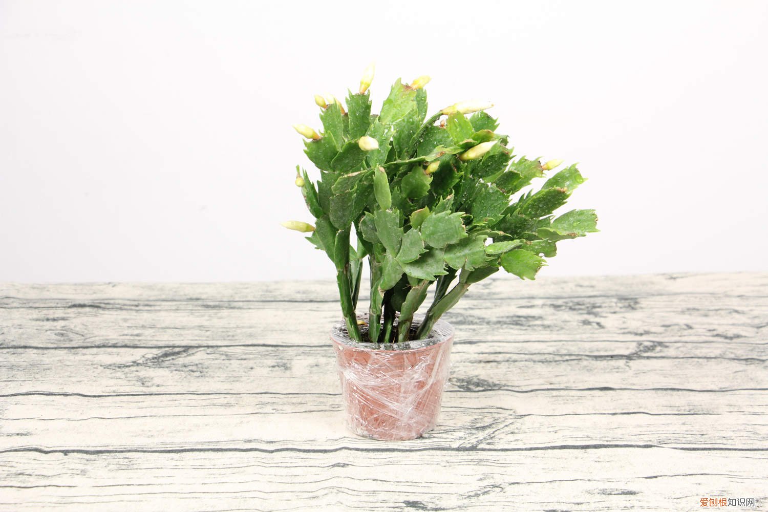 仙人球嫁接蟹爪兰详细图解 仙人球嫁接蟹爪兰教程