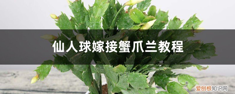 仙人球嫁接蟹爪兰详细图解 仙人球嫁接蟹爪兰教程