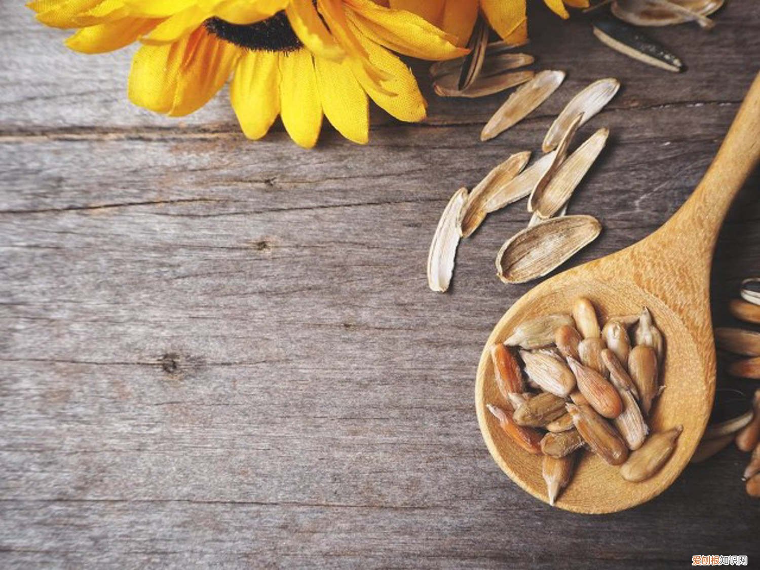 生瓜子怎么种植 生瓜子怎么种