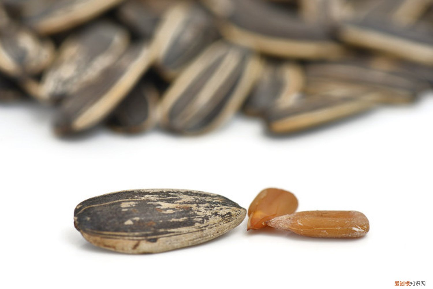 生瓜子怎么种植 生瓜子怎么种