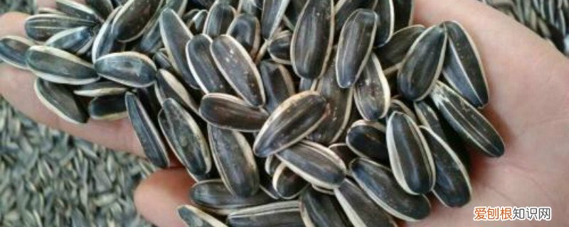 生瓜子怎么种植 生瓜子怎么种