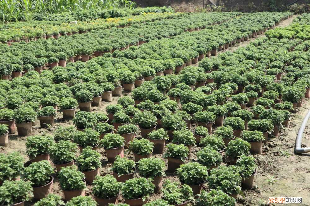 玛格丽特菊花怎么养护思维导图 玛格丽特菊花怎么养