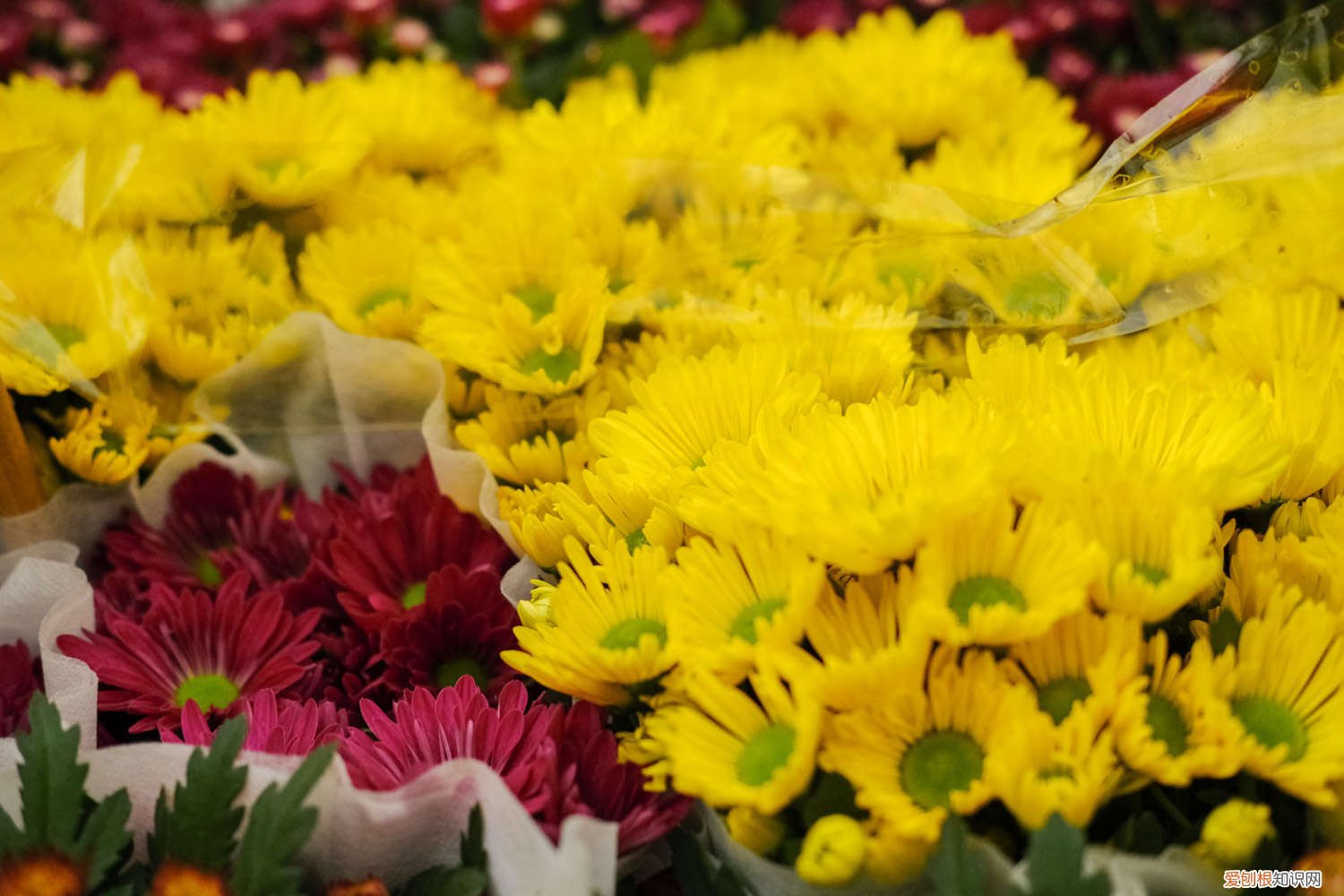 玛格丽特菊花怎么养护思维导图 玛格丽特菊花怎么养