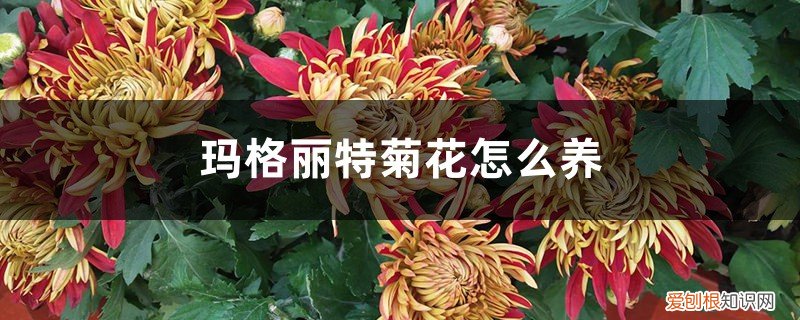 玛格丽特菊花怎么养护思维导图 玛格丽特菊花怎么养