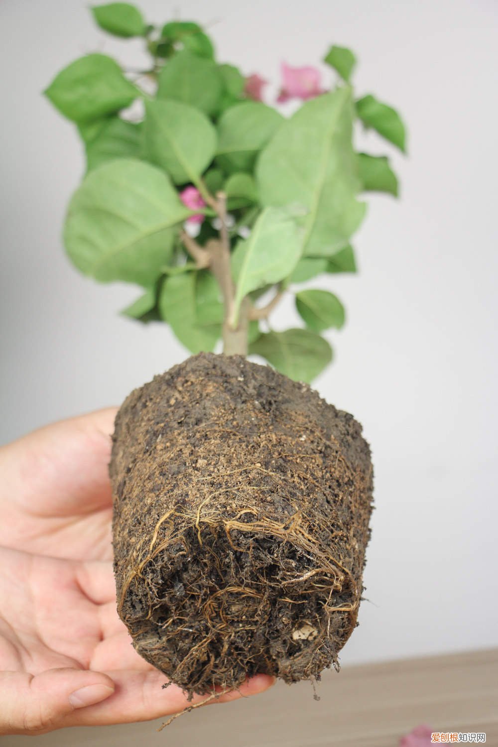 三角梅在北方能地栽吗视频 三角梅在北方能地栽吗