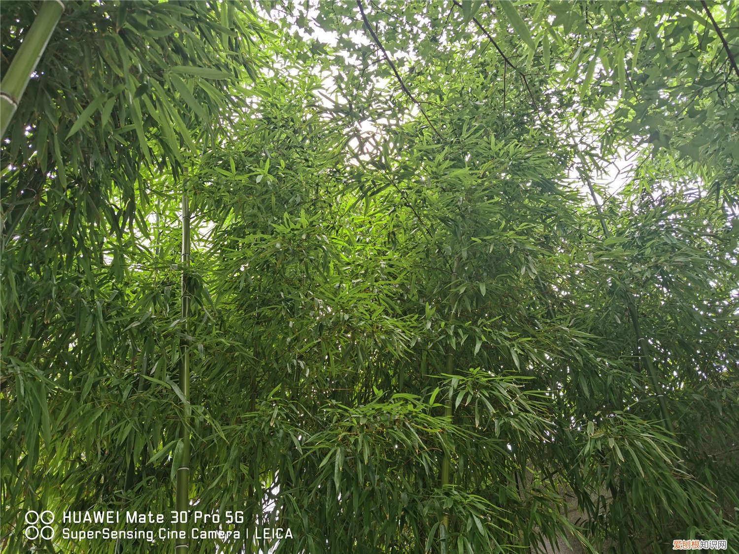 怎么养竹子叶子才不黄 竹子怎么养叶子不黄