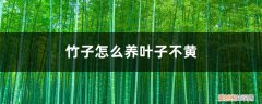 怎么养竹子叶子才不黄 竹子怎么养叶子不黄