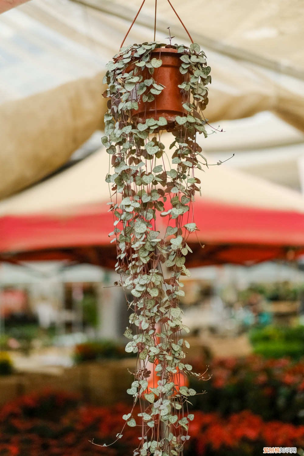 爱之蔓徒长 爱之蔓太长了怎么办