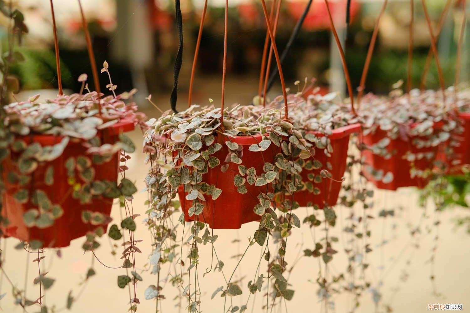 爱之蔓徒长 爱之蔓太长了怎么办