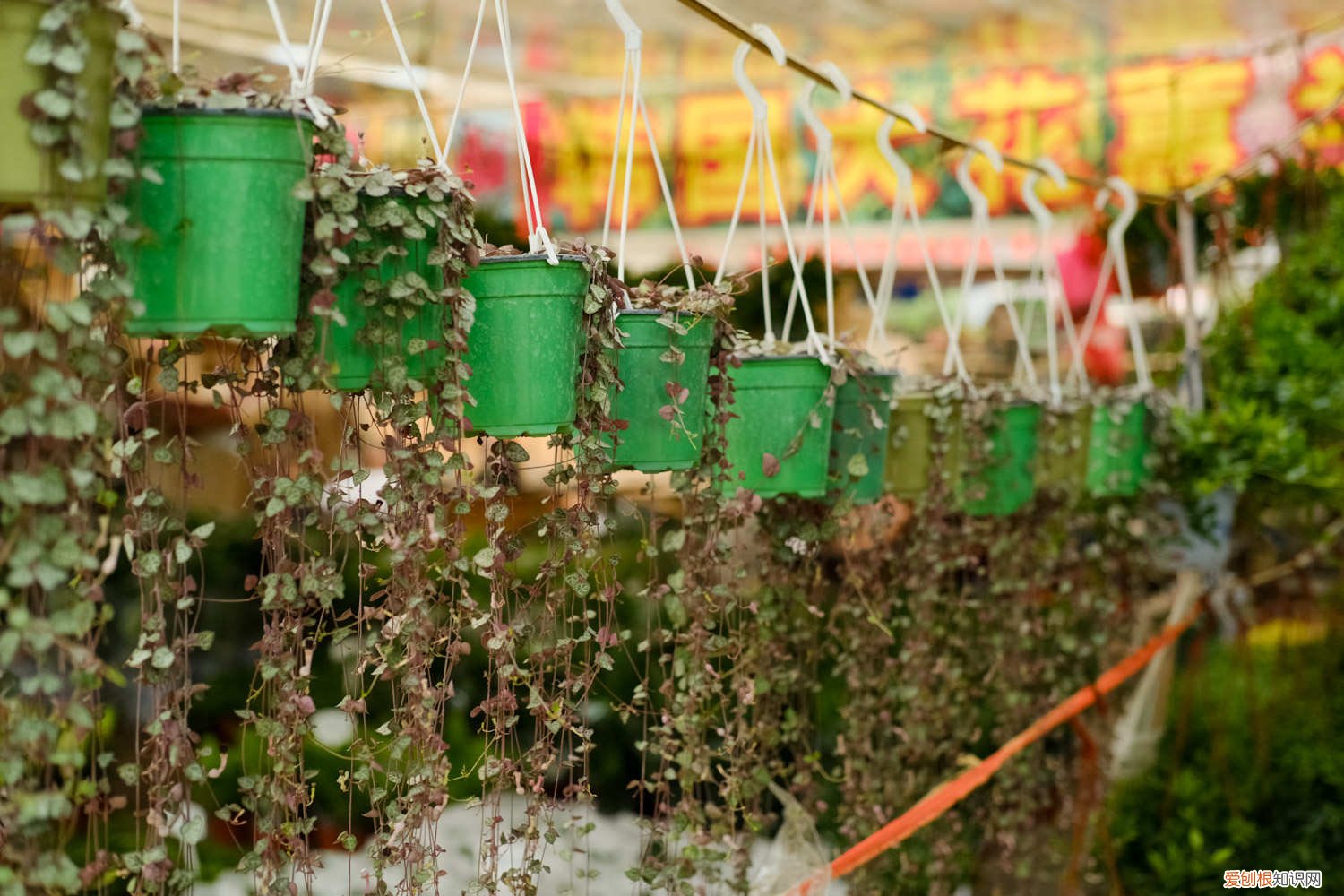 爱之蔓徒长 爱之蔓太长了怎么办