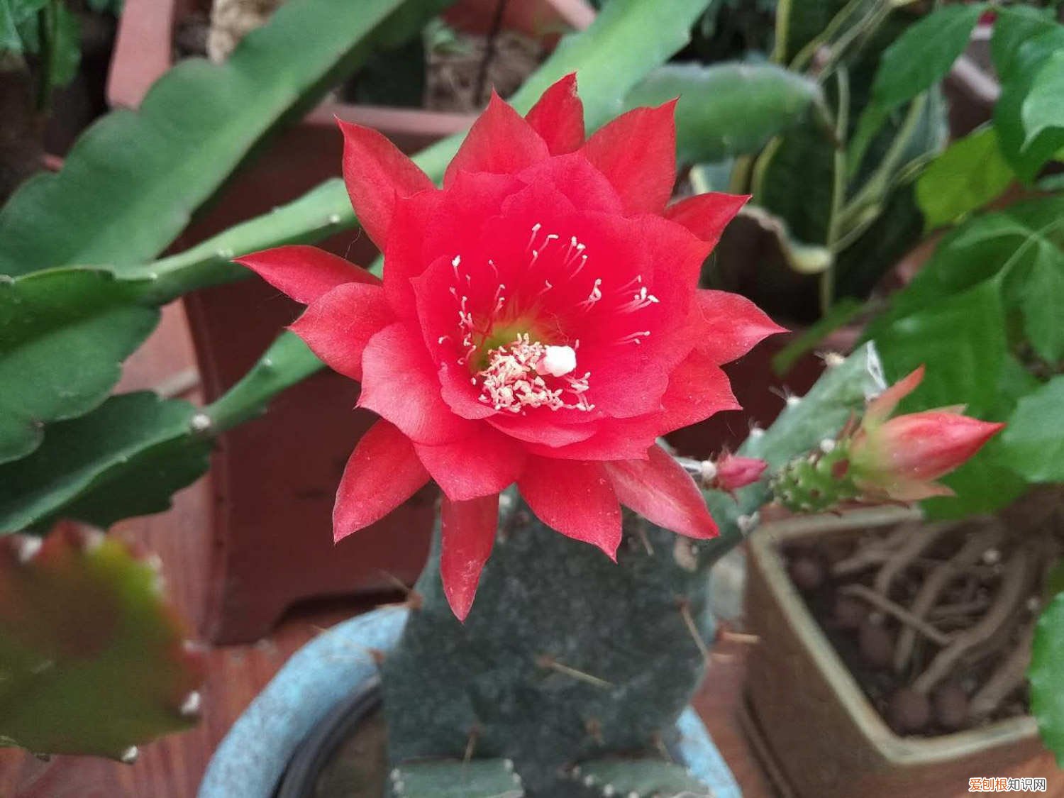 令箭花怎样栽培 令箭花怎么修剪