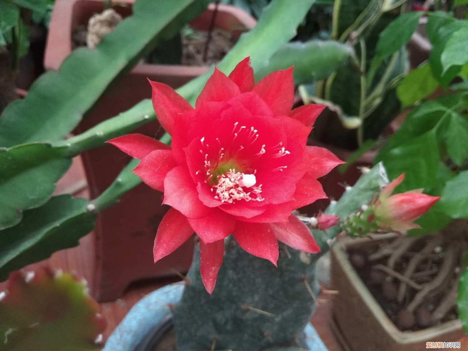 令箭花怎样栽培 令箭花怎么修剪