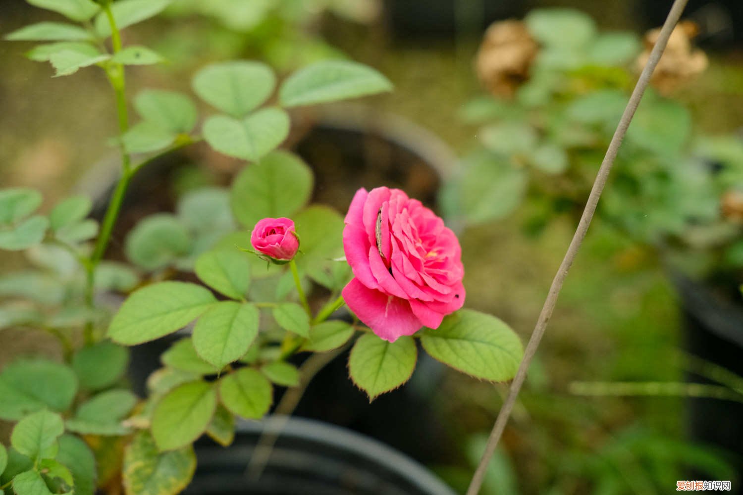 月季花扦插方法和时间 月季扦插的方法及时间