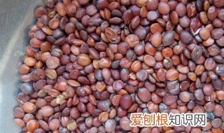 黄芪党参酸枣仁泡水喝的功效 酸枣仁泡水喝的功效