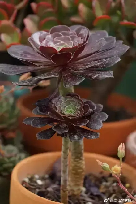 多肉为什么夏季休眠，多肉新闻第55期 大家注意，多肉已经进入度夏模式！