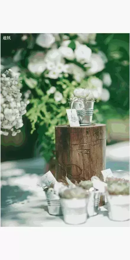 多肉为什么夏季休眠，多肉新闻第55期 大家注意，多肉已经进入度夏模式！