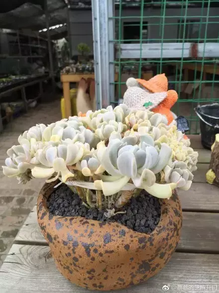 多肉为什么夏季休眠，多肉新闻第55期 大家注意，多肉已经进入度夏模式！