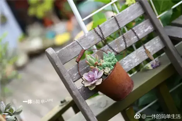 多肉为什么夏季休眠，多肉新闻第55期 大家注意，多肉已经进入度夏模式！