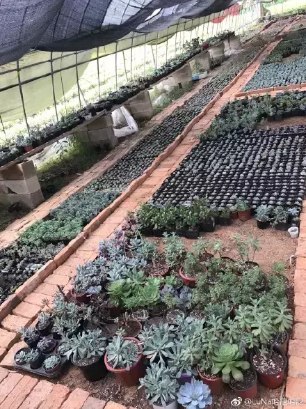 多肉为什么夏季休眠，多肉新闻第55期 大家注意，多肉已经进入度夏模式！