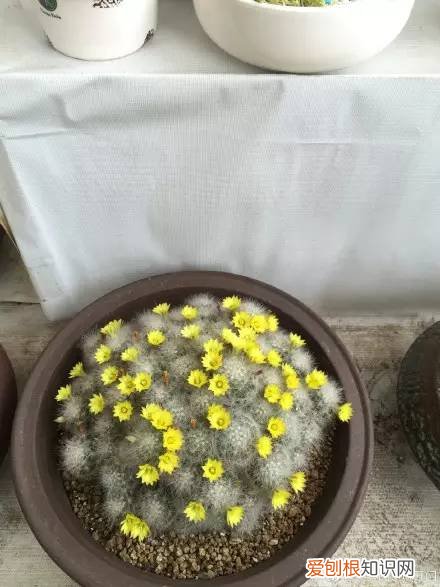 多肉为什么夏季休眠，多肉新闻第55期 大家注意，多肉已经进入度夏模式！