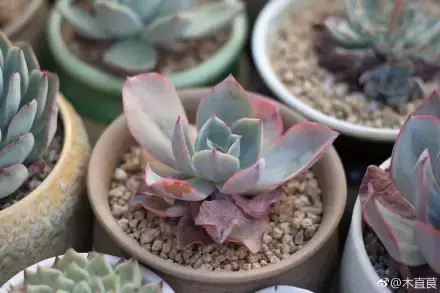 多肉为什么夏季休眠，多肉新闻第55期 大家注意，多肉已经进入度夏模式！