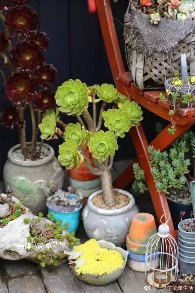 多肉为什么夏季休眠，多肉新闻第55期 大家注意，多肉已经进入度夏模式！