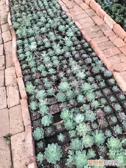 多肉为什么夏季休眠，多肉新闻第55期 大家注意，多肉已经进入度夏模式！