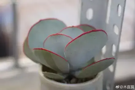 多肉为什么夏季休眠，多肉新闻第55期 大家注意，多肉已经进入度夏模式！