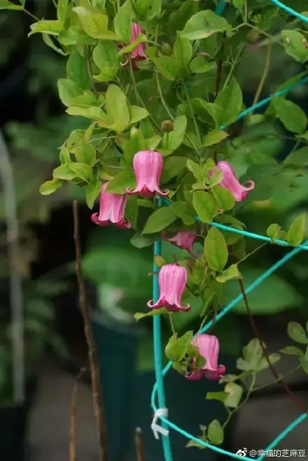 多肉为什么夏季休眠，多肉新闻第55期 大家注意，多肉已经进入度夏模式！