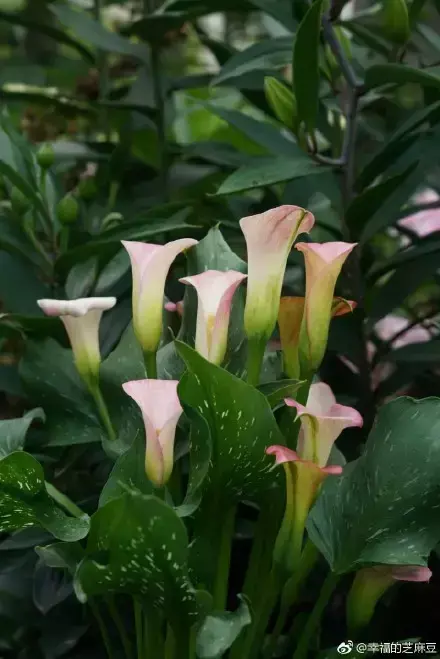 多肉为什么夏季休眠，多肉新闻第55期 大家注意，多肉已经进入度夏模式！