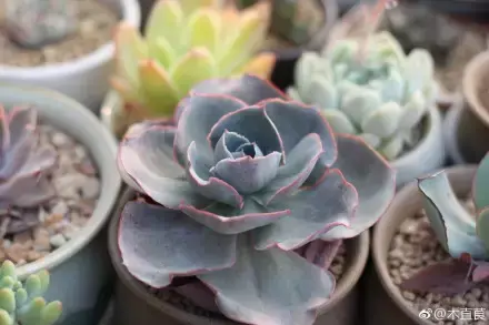 多肉为什么夏季休眠，多肉新闻第55期 大家注意，多肉已经进入度夏模式！