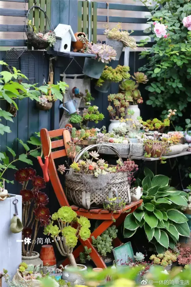 多肉为什么夏季休眠，多肉新闻第55期 大家注意，多肉已经进入度夏模式！