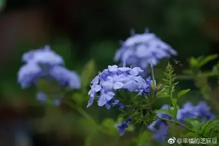 多肉为什么夏季休眠，多肉新闻第55期 大家注意，多肉已经进入度夏模式！