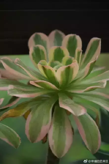 多肉为什么夏季休眠，多肉新闻第55期 大家注意，多肉已经进入度夏模式！