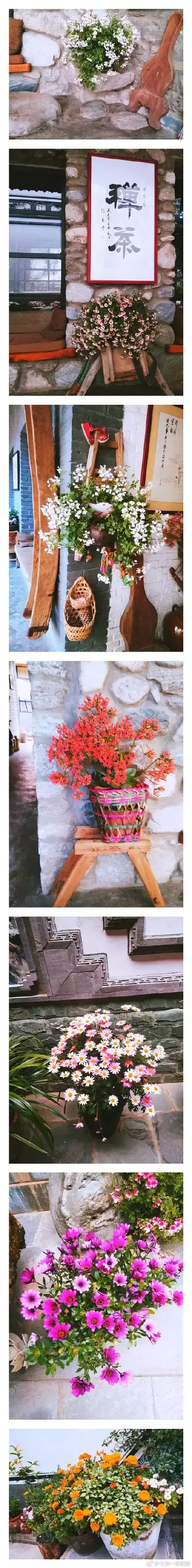 多肉为什么夏季休眠，多肉新闻第55期 大家注意，多肉已经进入度夏模式！