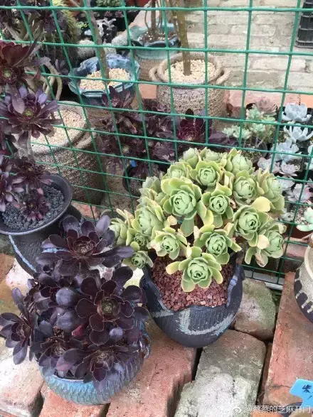 多肉为什么夏季休眠，多肉新闻第55期 大家注意，多肉已经进入度夏模式！