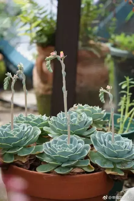 多肉为什么夏季休眠，多肉新闻第55期 大家注意，多肉已经进入度夏模式！