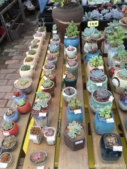 多肉为什么夏季休眠，多肉新闻第55期 大家注意，多肉已经进入度夏模式！