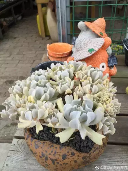 多肉为什么夏季休眠，多肉新闻第55期 大家注意，多肉已经进入度夏模式！