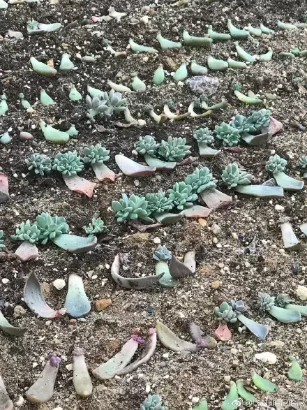 多肉为什么夏季休眠，多肉新闻第55期 大家注意，多肉已经进入度夏模式！