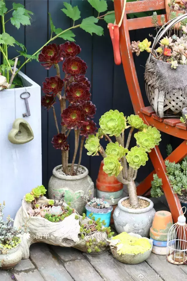 多肉为什么夏季休眠，多肉新闻第55期 大家注意，多肉已经进入度夏模式！