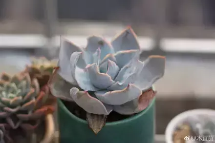 多肉为什么夏季休眠，多肉新闻第55期 大家注意，多肉已经进入度夏模式！