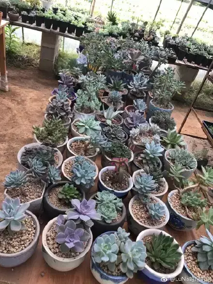 多肉为什么夏季休眠，多肉新闻第55期 大家注意，多肉已经进入度夏模式！