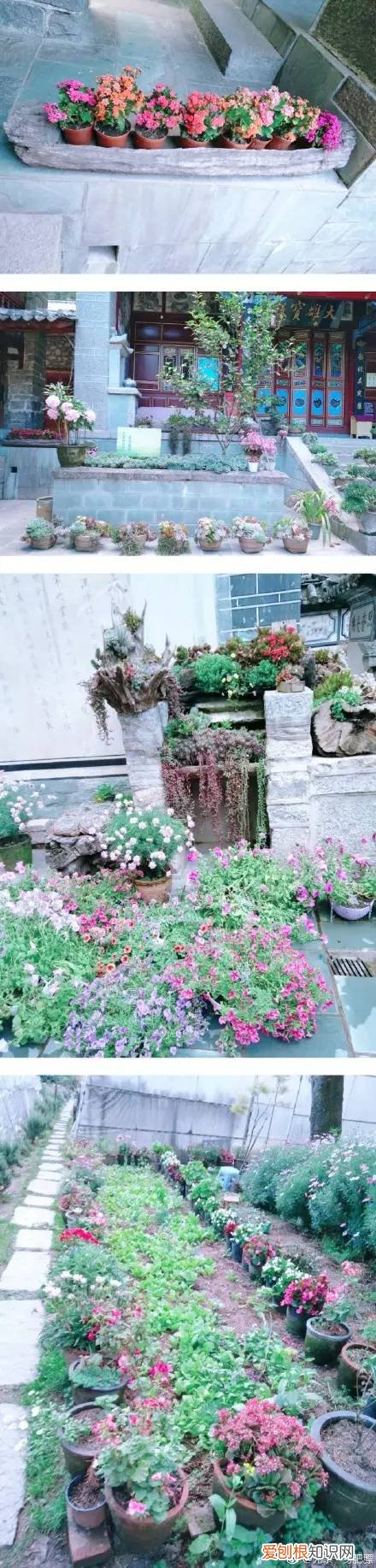 多肉为什么夏季休眠，多肉新闻第55期 大家注意，多肉已经进入度夏模式！