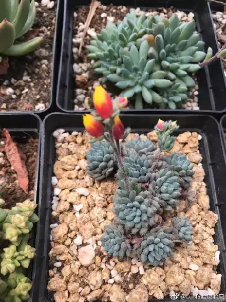 多肉为什么夏季休眠，多肉新闻第55期 大家注意，多肉已经进入度夏模式！