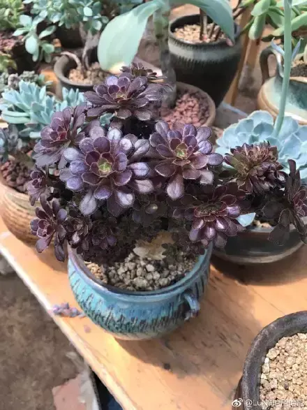 多肉为什么夏季休眠，多肉新闻第55期 大家注意，多肉已经进入度夏模式！