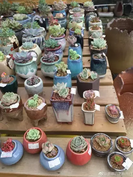 多肉为什么夏季休眠，多肉新闻第55期 大家注意，多肉已经进入度夏模式！