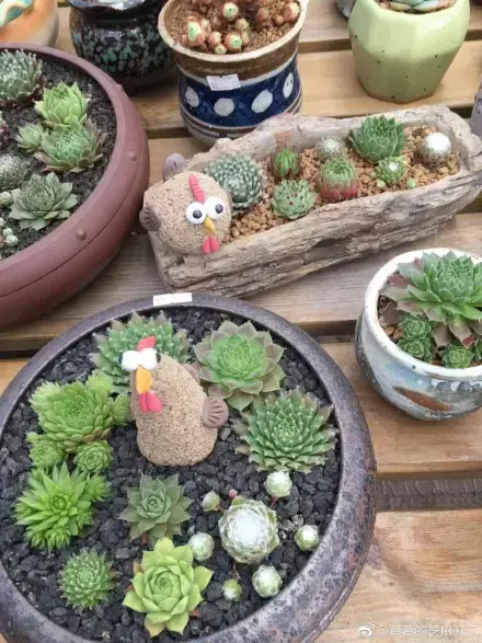 多肉为什么夏季休眠，多肉新闻第55期 大家注意，多肉已经进入度夏模式！