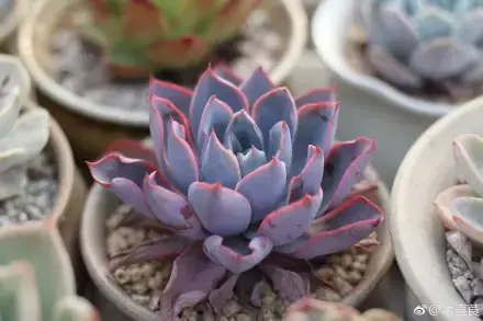 多肉为什么夏季休眠，多肉新闻第55期 大家注意，多肉已经进入度夏模式！