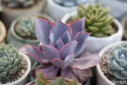 多肉为什么夏季休眠，多肉新闻第55期 大家注意，多肉已经进入度夏模式！